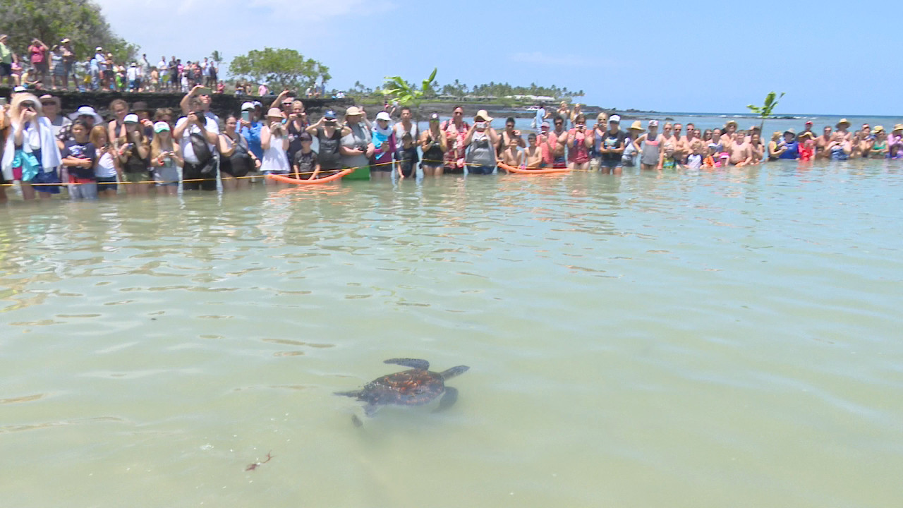 Honu released into the sea, image from video courtesy Big Island TV.