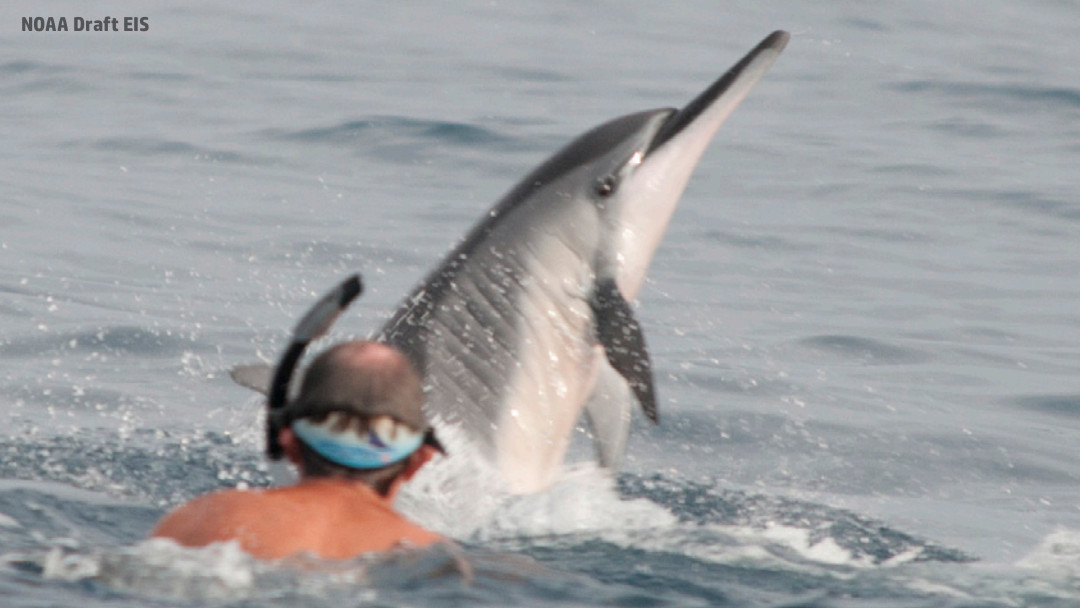 Stay 50 Yards Away From Hawaiian Dolphins, Feds Propose