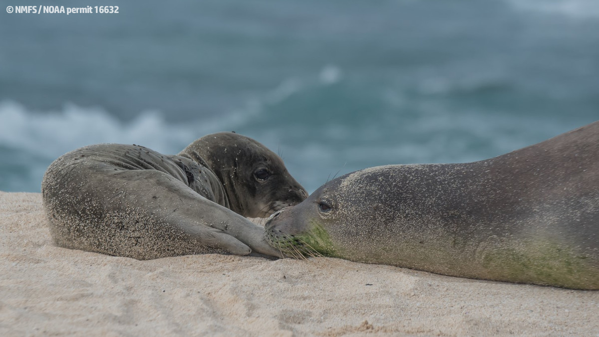 Hawaiian monk seal Niho`ole, a prematurely weaned male pup, rests on a beach in Laysan. Niho`ole is currently in guarded condition at The Marine Mammal Center’s Ke Kai Ola hospital in Kona. (Credit © NMFS / NOAA permit 16632)