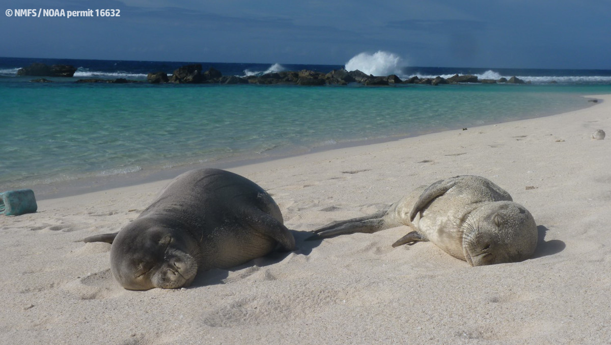 Hawaiian monk seal Niho`ole, a prematurely weaned male pup, rests on a beach in Laysan. Niho`ole is currently in guarded condition at The Marine Mammal Center’s Ke Kai Ola hospital in Kona. (Credit © NMFS / NOAA permit 16632)