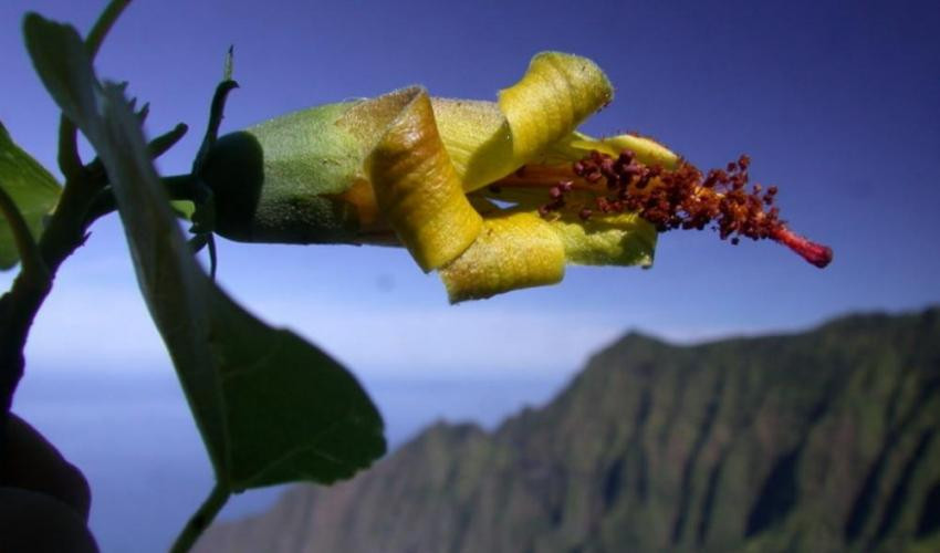 The extinct Hibiscadelphus woodii, photo by Ken Wood