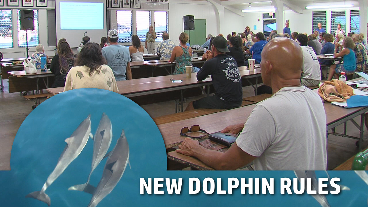VIDEO: Dolphin Rules – Passionate Testimony Divides Crowd