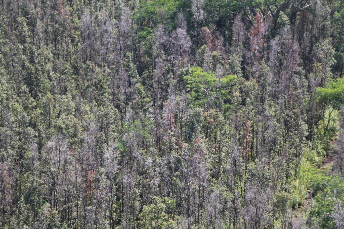 Dead ohia trees below, observed during a recent survey conducted from helicopter. Image courtesy Hawaii DLNR.