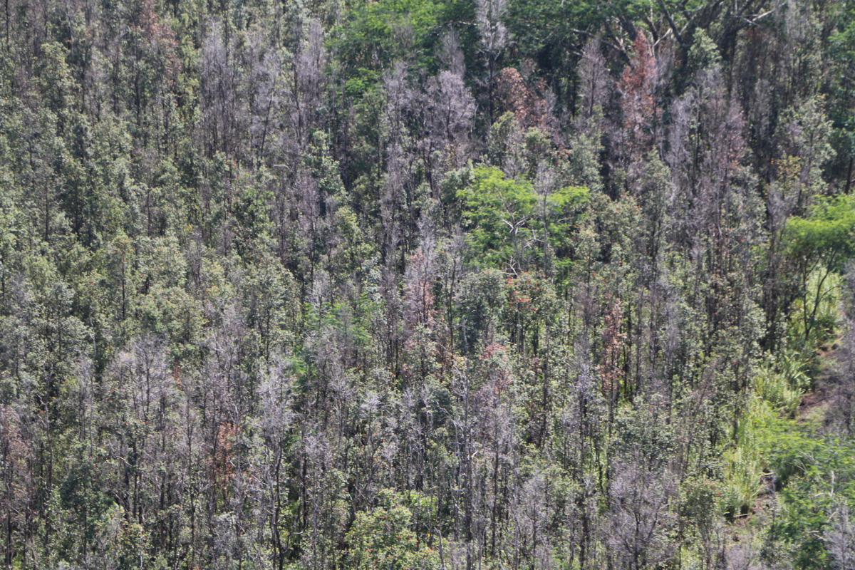 Dead ohia trees below, observed during a recent survey conducted from helicopter. Image courtesy Hawaii DLNR.