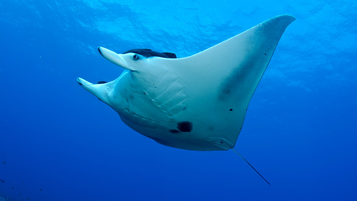 Photo: NOAA's Flower Garden Banks National Marine Sanctuary