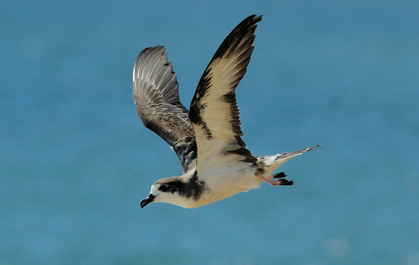 ‘Ua‘u in flight/Courtesy of Jim Denny 