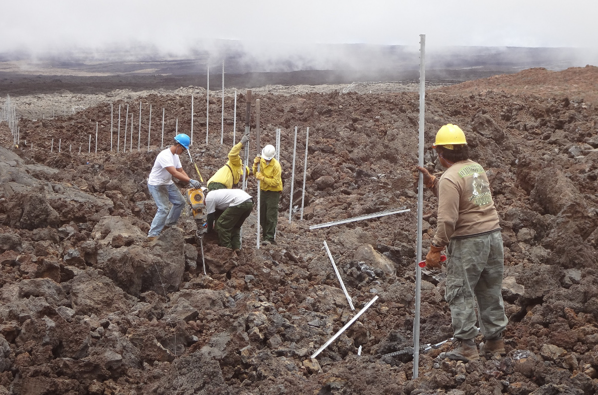 Park staff install the cat-proof fence in rough and rugged high-elevation lava fields on the slopes of Mauna Loa. The five-mile-long fence protects more than 600 acres of Hawaiian petrel habitat, and could be the longest of its kind in the United States. (NPS Photo) 