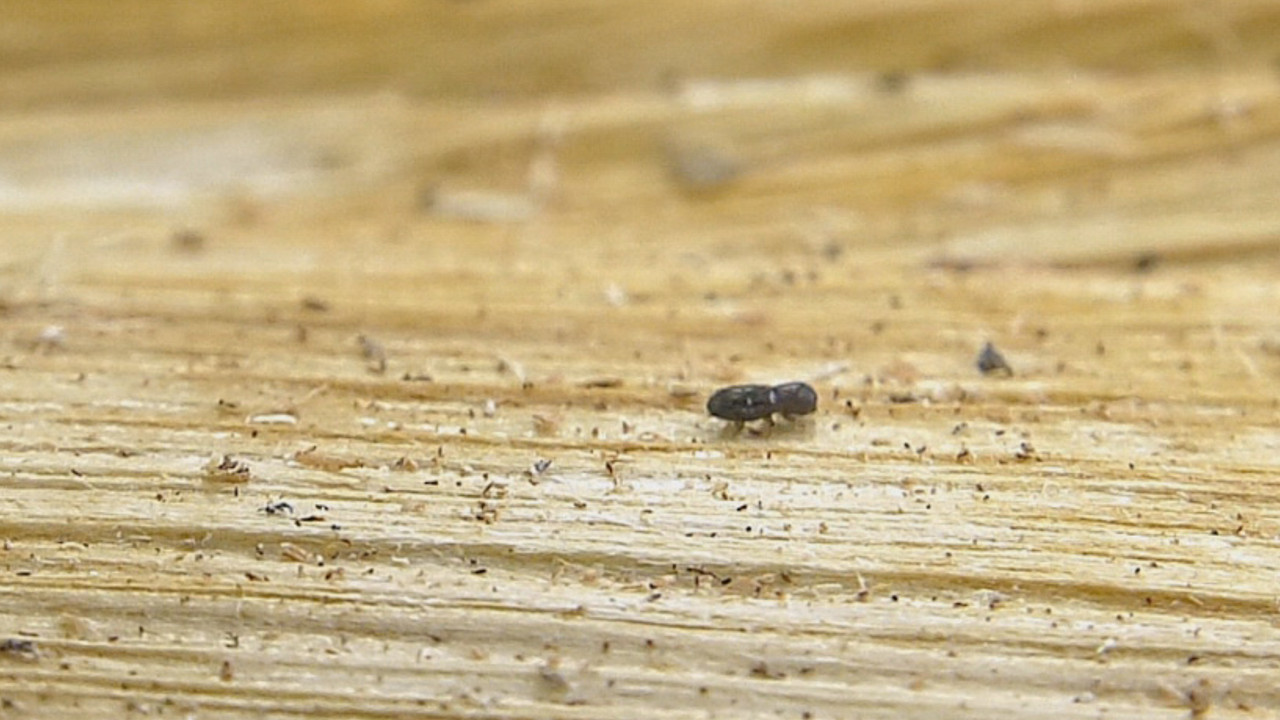 Ambrosia beetle crawls along, image from video courtesy UH News