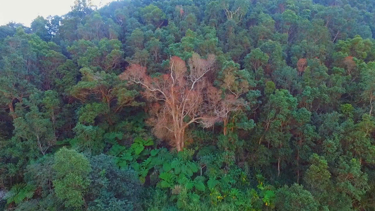 A dying tree infected by rapid ʻōhiʻa death, image from video courtesy UH News.