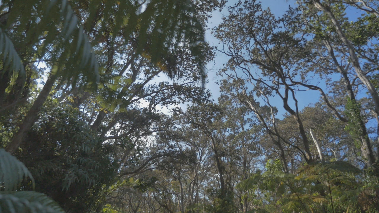 Native forests on Hawaii Island threatened by rapid ʻōhiʻa death, image from video courtesy UH News.