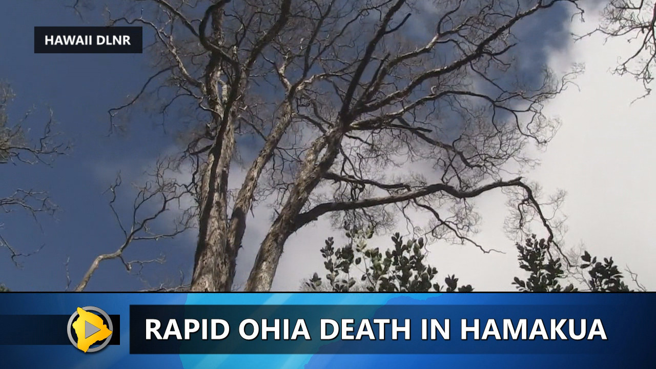 VIDEO: Ohia Death Kills Centuries Old Tree In Hamakua