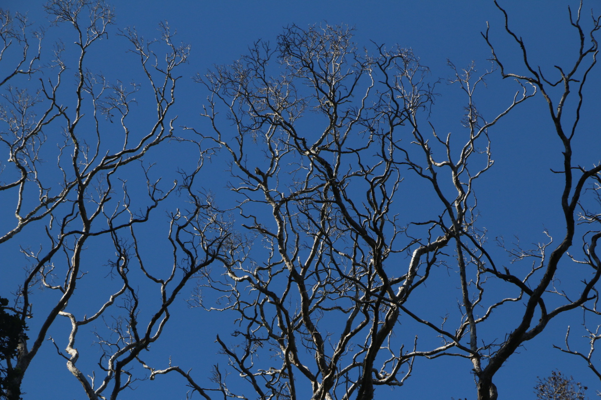 An infected ōhiʻa tree in Hamakua, photo courtesy Hawaii DLNR.