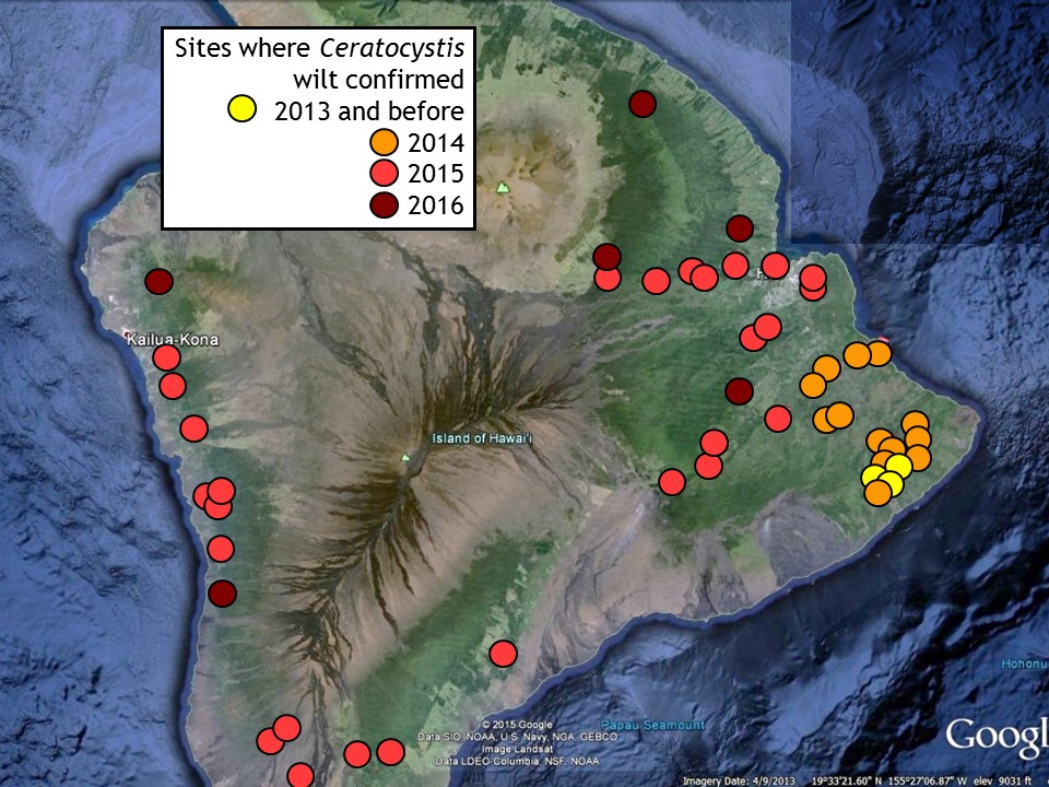 The latest map, published on Nov. 18, courtesy the Rapid Ohia Death page by CTAHR.