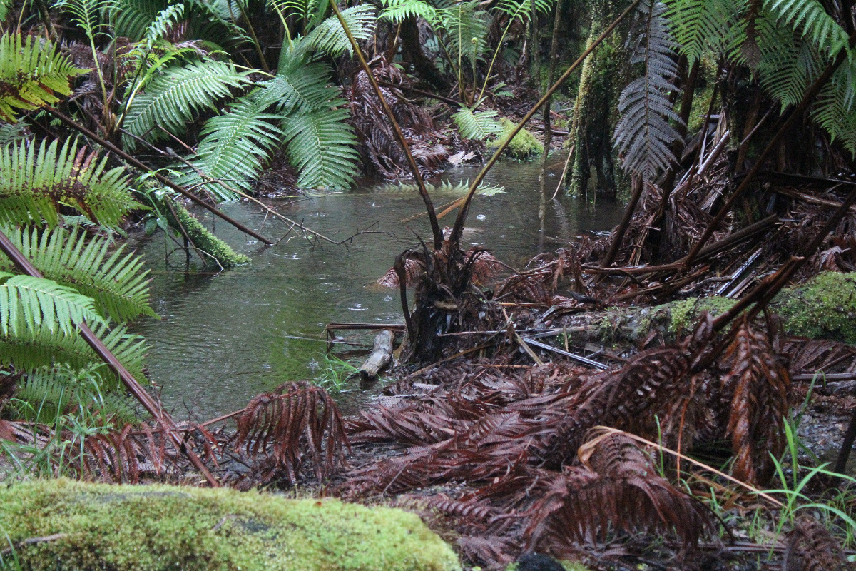 Rainwater ponding along the rainforest trail at Nāhuku. NPS Photo 