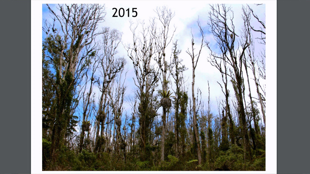 VIDEO: Rapid Ohia Death Presentation Given To County Council