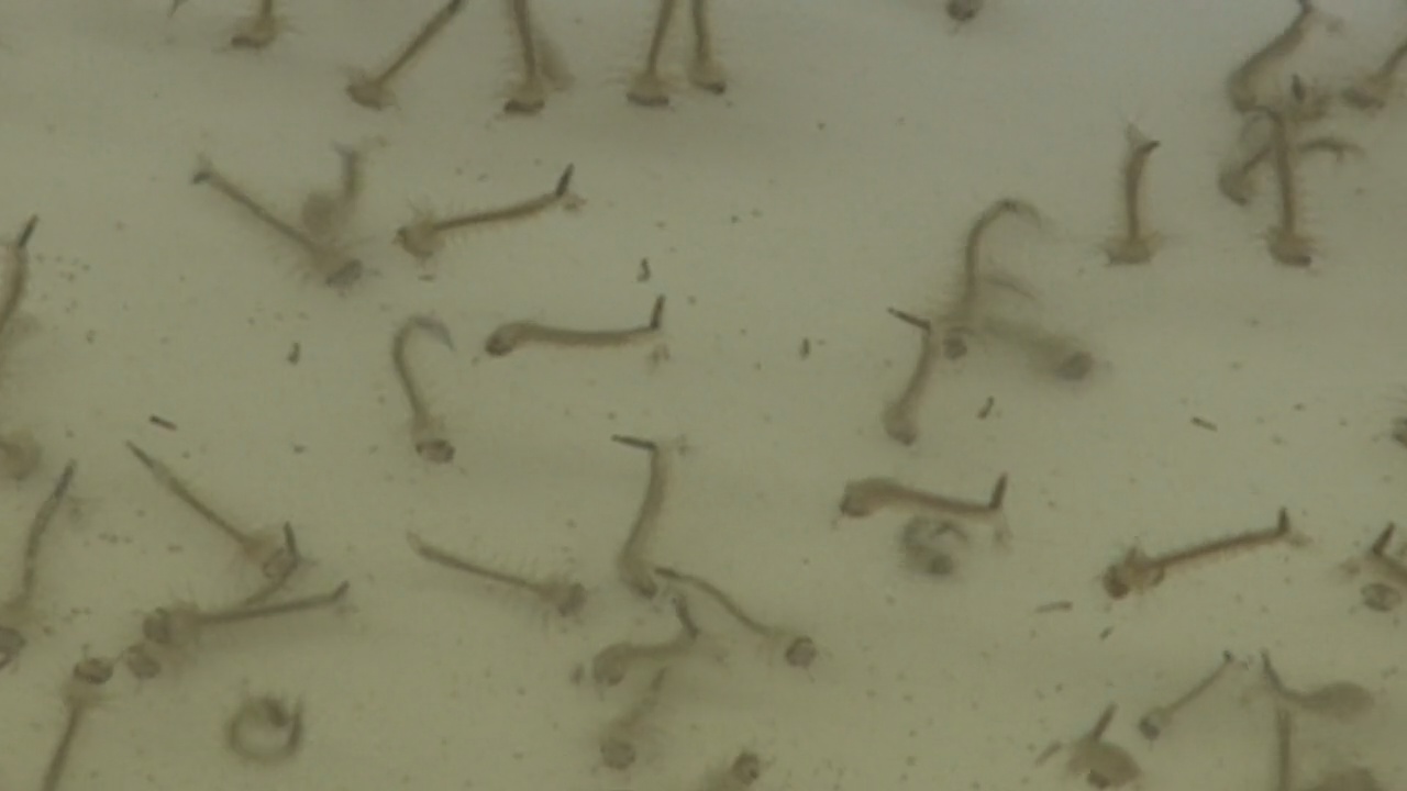 VIDEO: Mosquito “Birth Control” Under Development At UH
