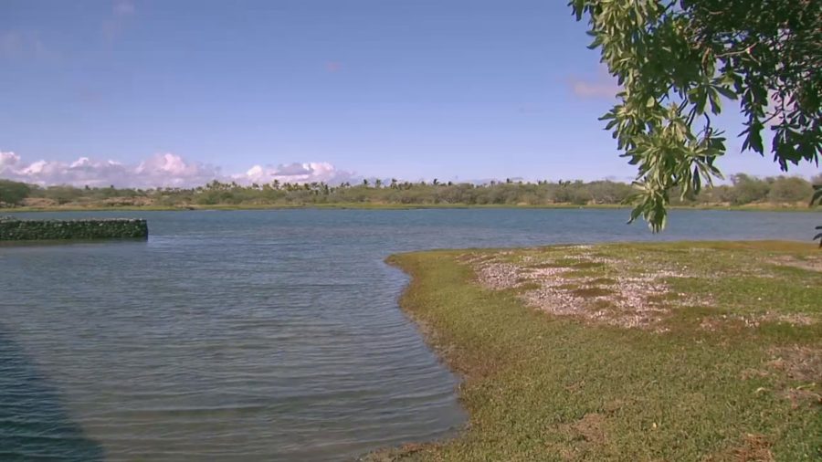 Kaloko Fishpond Access Road To Close For Coconut Trimming