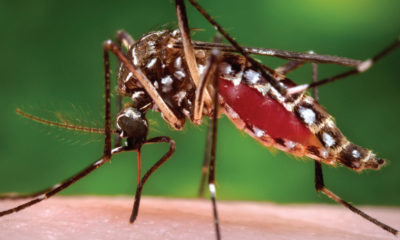 Mosquito Species To Be Listed As Restricted Animals