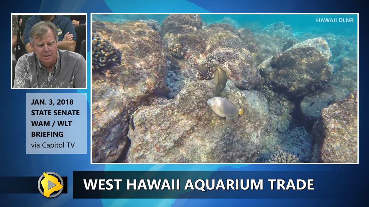 VIDEO DLNR On West Hawai Aquarium Trade Halt
