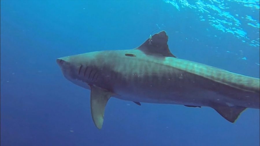 VIDEO: Shark & Ray Protection Bill Dies At The House