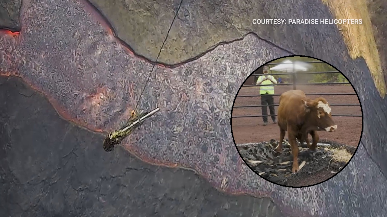 VIDEO Kapoho Farm Animals Lava Rescue In Action