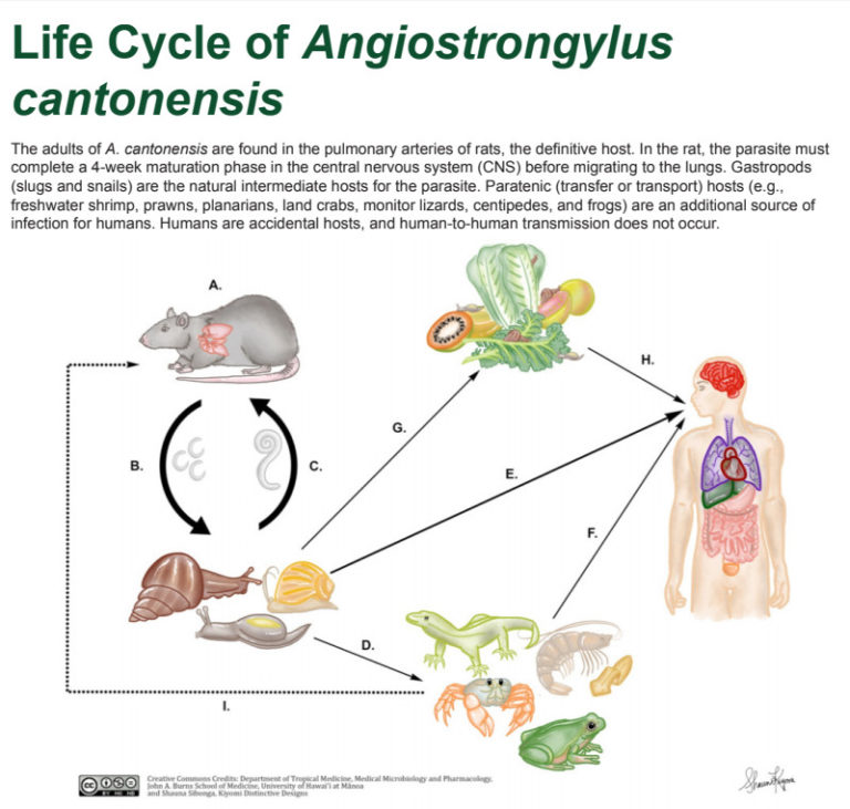 New Treatment Guidelines For Rat Lungworm Disease Released