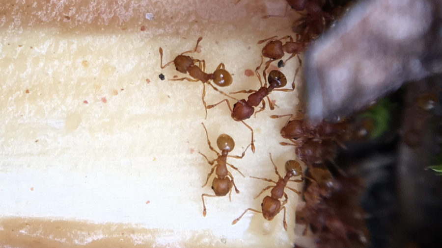 Little Fire Ants Found in Hawaii Volcanoes National Park