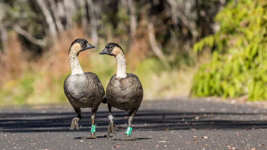 Hawaii Volcanoes National Park Closes Section To Protect Nene