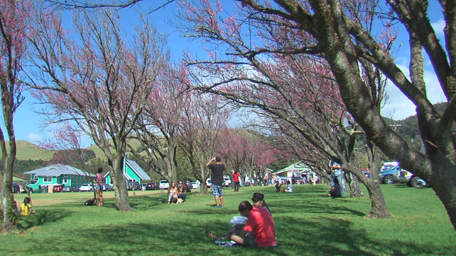 VIDEO: Waimea Cherry Blossom Fest Has Council Support
