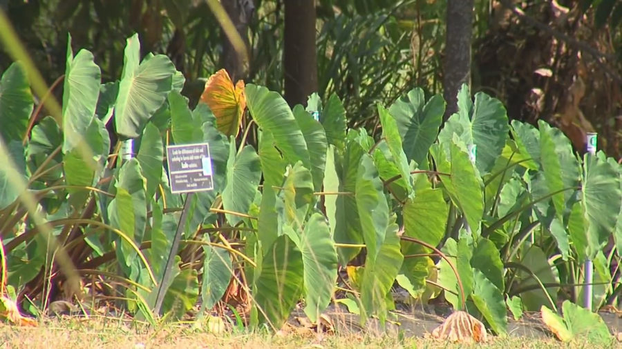 VIDEO: PONC Gets Amy Greenwell Garden Update