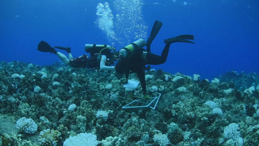 VIDEO: West Hawaii Reefs Show Signs Of Recovery