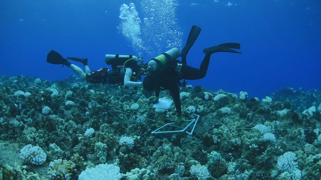 hawaiian tropic reef safe