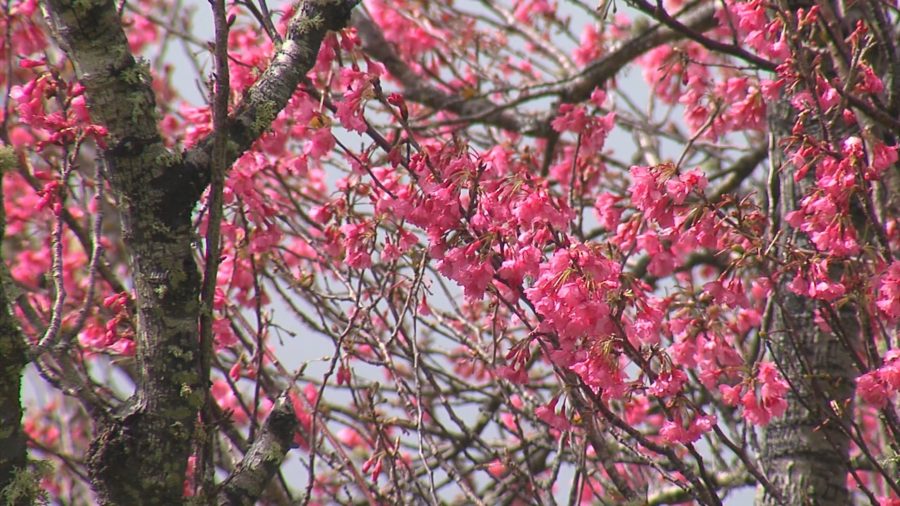 VIDEO: 2019 Waimea Cherry Blossom Festival Scenes