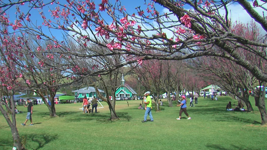 TODAY: Waimea Cherry Blossom Heritage Festival