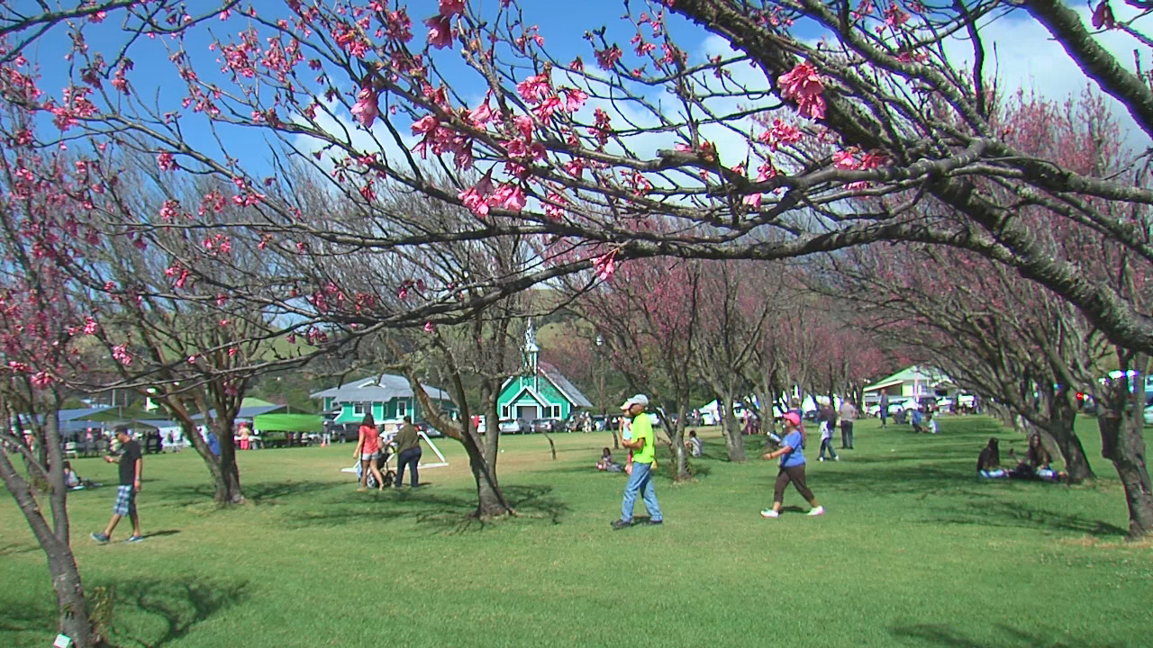 TODAY Waimea Cherry Blossom Heritage Festival