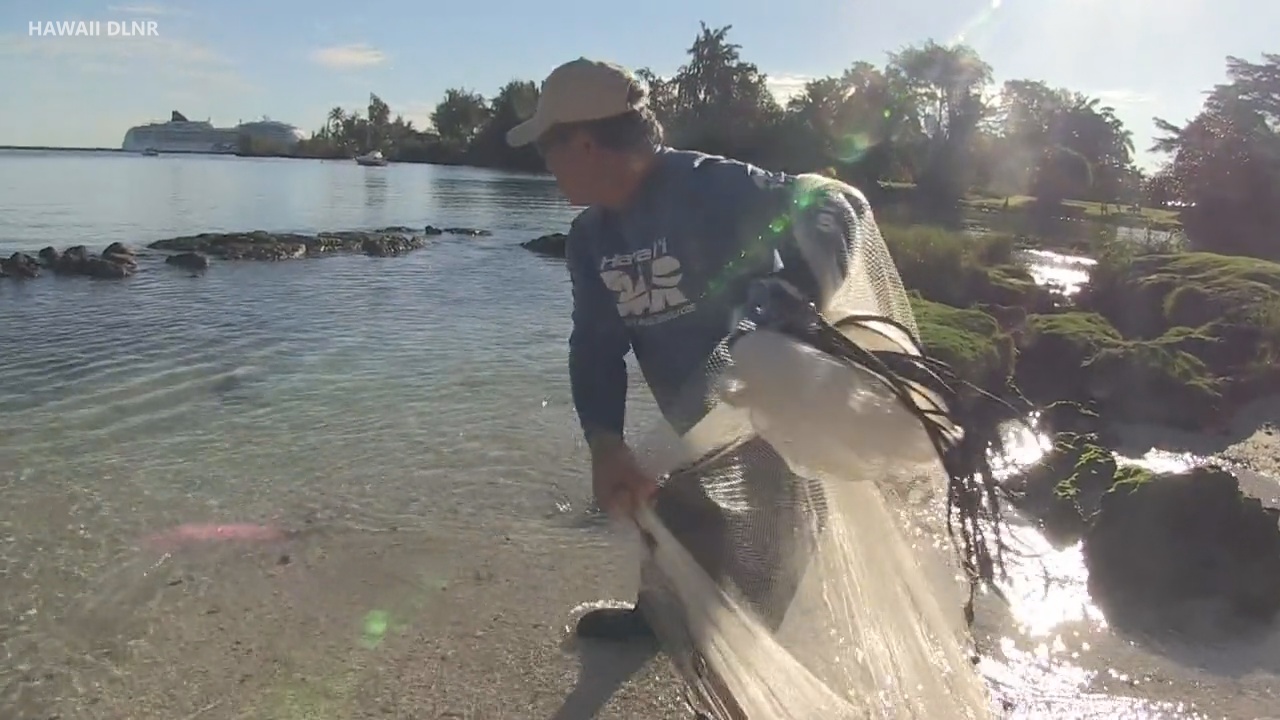 VIDEO: Introduced Mullet Taking Over Hawaii Estuaries