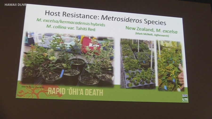VIDEO: To Save ʻŌhiʻa, A Genetic Resistance Program Will Be Grown