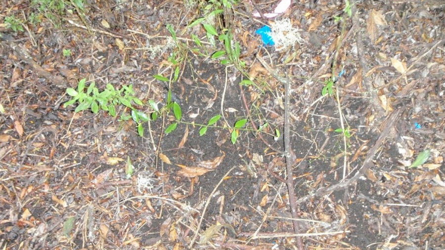 VIDEO State Raises Puʻuhuluhulu Impact Concerns, Kanaka Rangers Respond