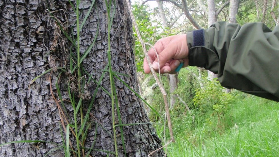 VIDEO State Raises Puʻuhuluhulu Impact Concerns, Kanaka Rangers Respond