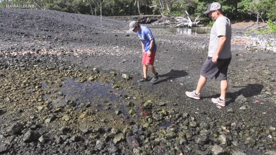 VIDEO: New Life Found In Pohoiki Ponds After Lava Flow