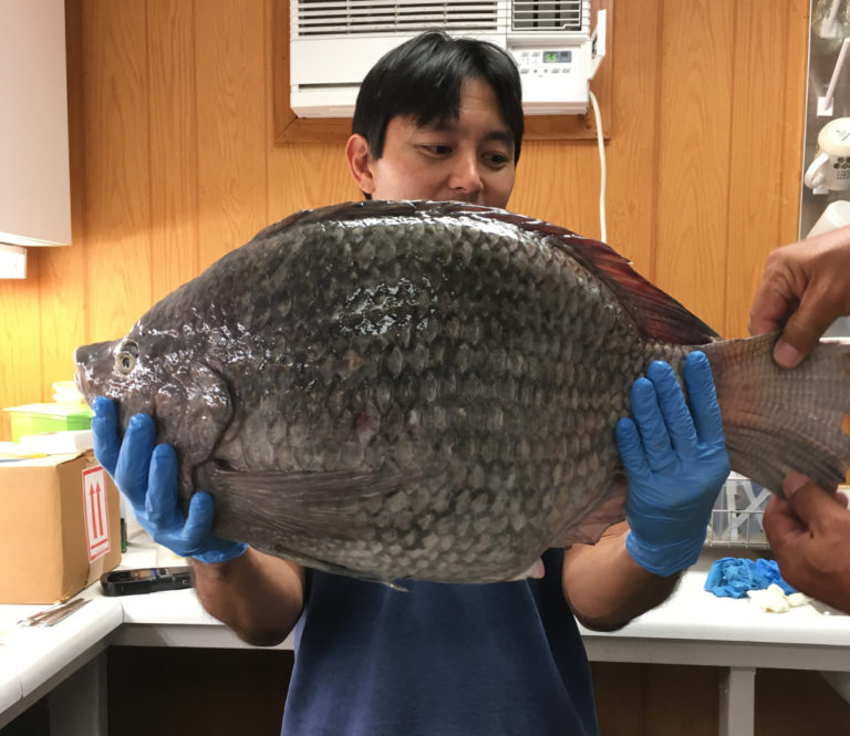 VIDEO Huge Tilapia Handed Over To Hawaii DLNR