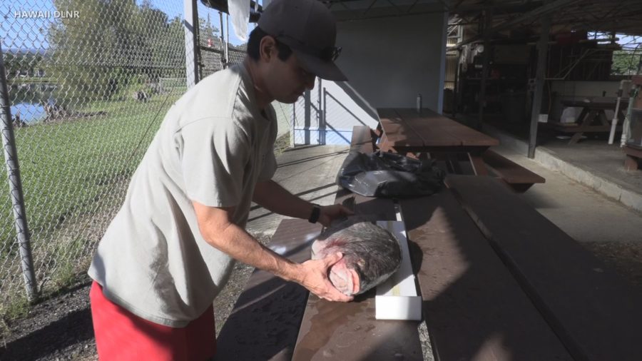 VIDEO: Huge Tilapia Handed Over To Hawaii DLNR