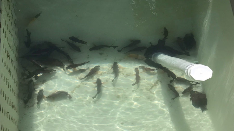 $200 Fine In Aquarium Poaching Case Disappoints Fish Advocates, DLNR