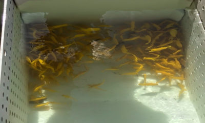 DLNR: Two Men Caught Taking 550 Tropical Fish In Kawaihae