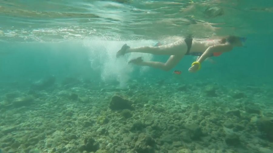 Kahaluʻu Bay Coral Gets Rest, Spawning Expected This Week