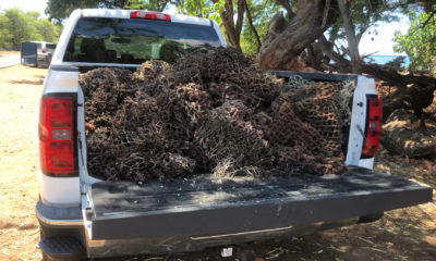 1200 Pounds Of Marine Debris Hauled Away In West Hawaiʻi Cleanups