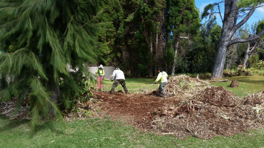 Invasive Pampas Grass Eradicated From Hawaiʻi Island