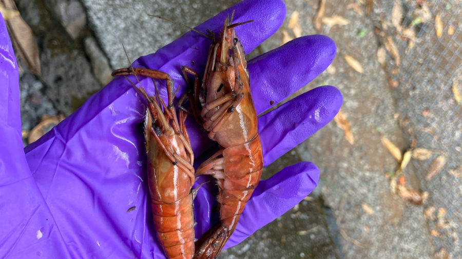 Prawns Poisoned In North Hilo Streams, Again