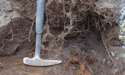 VOLCANO WATCH: Charcoal Key To Understanding Volcanic Terranes