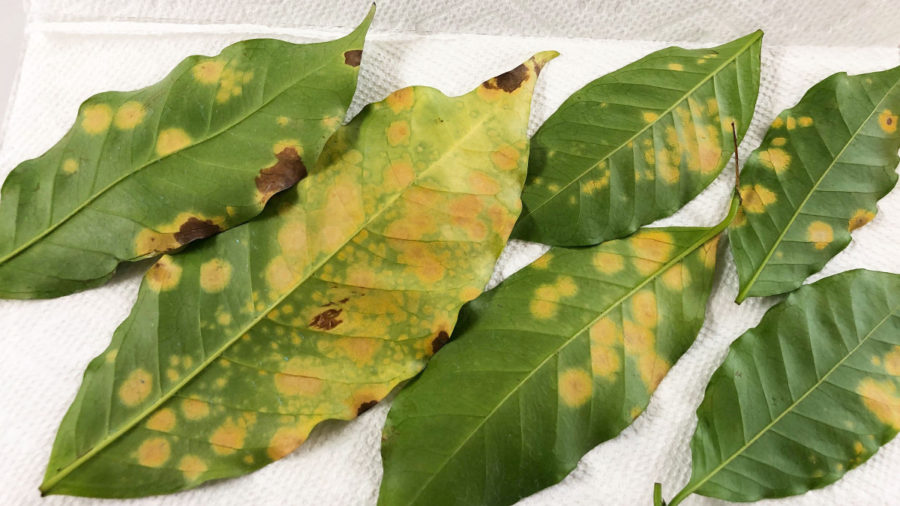 Coffee Leaf Rust May Have Arrived In Hawaiʻi, Ag Officials Say